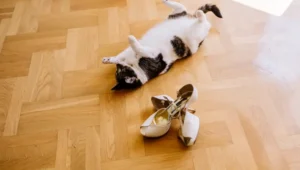 A playful cat lying on its back next to a pair of high-heeled shoes.